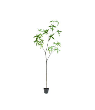 Silk-ka Schefflera i/pot groen 210cm - 160662