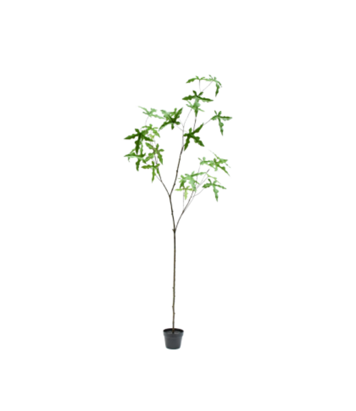 Silk-ka Silk-ka Schefflera in pot groen 210 cm