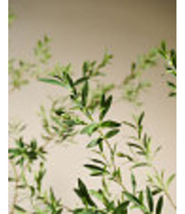 Silk-ka Olijf zijdeplant in pot groen 234 cm - 160667