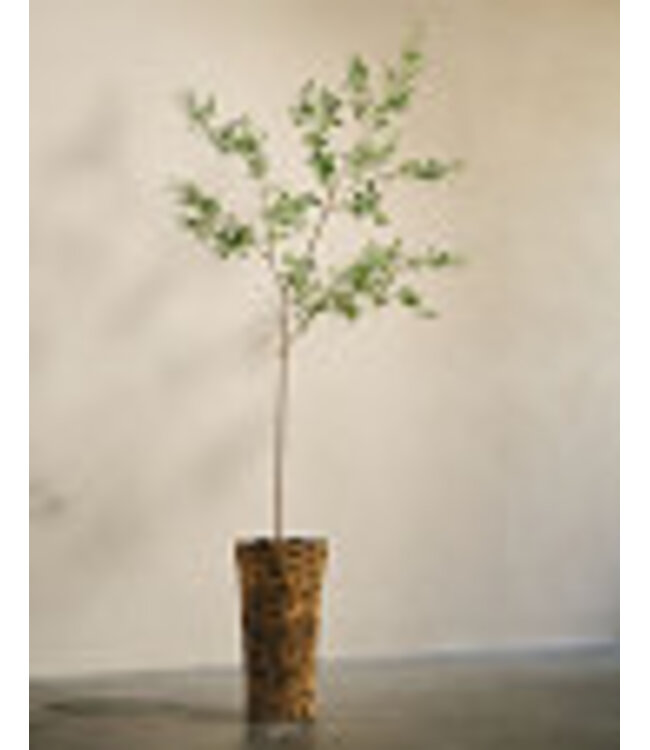 Silk-ka Olijf zijdeplant in pot groen 298 cm - 160668