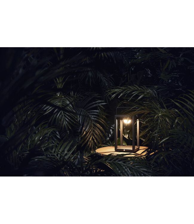 Mr. Solar Jack - M - Slate brown