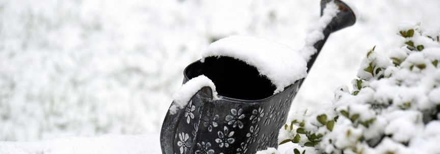 Welche Freilandpflanzen überstehen den Winter und welche müssen Sie schützen?