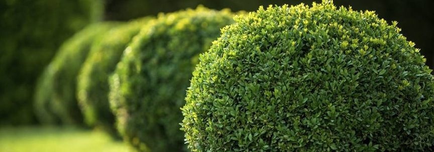 Verschönern Sie Ihren Garten mit Outdoor-Pflanzen von Fleurdirect!