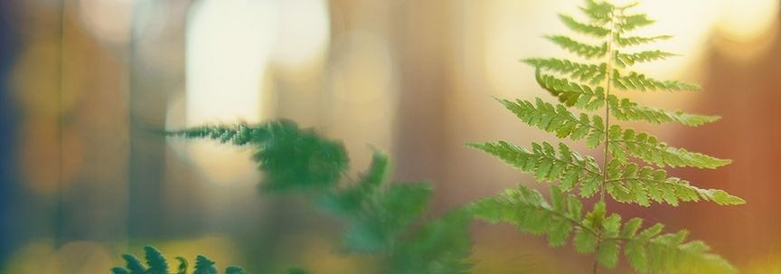 Pflege von Zimmerpflanzen bei diesem heißen Wetter