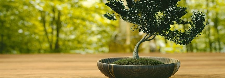 Zimmerpflanzen des Monats Mai: Zen-Pflanzen