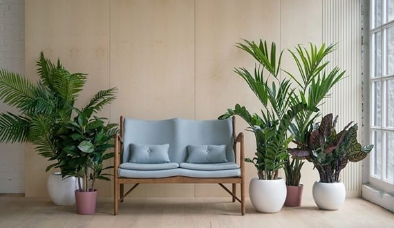 Schließen Sie sich dem Urban Jungle-Trend an?