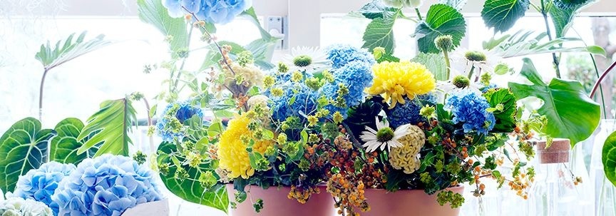 Zimmerpflanze des Monats April ist die Hortensie