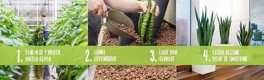Hydroponische Pflanzen, was sind sie wirklich?