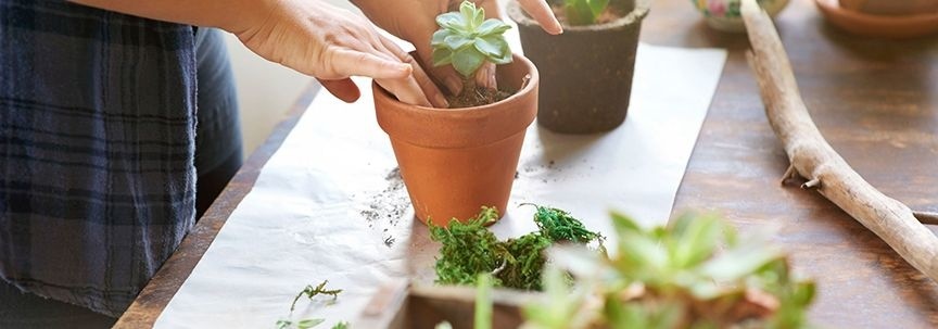 Die Bedeutung einer guten Blumenerde