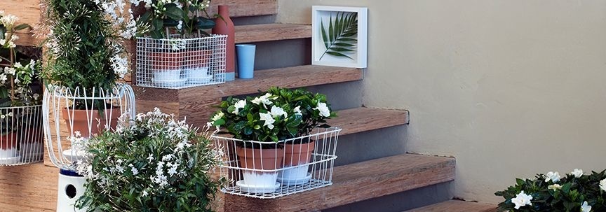 Zimmerpflanzen im Februar: Winterblüher