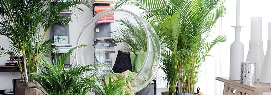 5 Zimmerpflanzen als Ersatz für Ihren Weihnachtsbaum