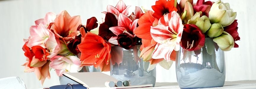 Amaryllis, Zimmerpflanze des Monats Dezember