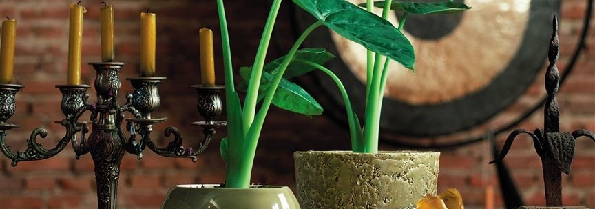 Alocasia ist die Heimpflanze des Monats September