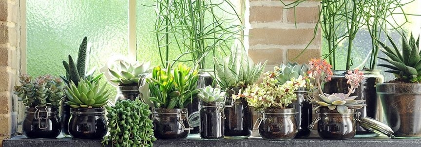 Optimale Pflege von Zimmerpflanzen im Sommer