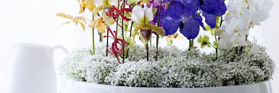 Ein winterliches Interieur mit Zimmerpflanzen