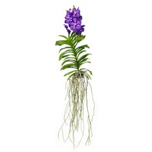 Vanda - Kopie