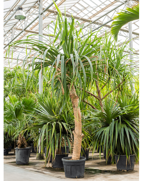 Pandanus