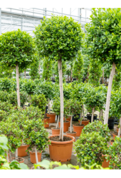 Ficus Microcarpa Moclame