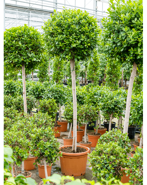 Ficus