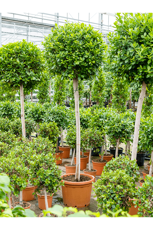 Ficus Microcarpa Moclame