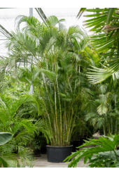 Dypsis (Areca) Lutescens