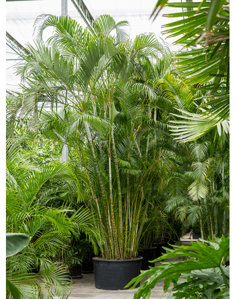 Dypsis