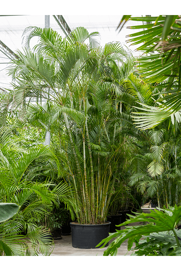 Dypsis (Areca) Lutescens