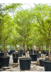 Bucida Buceras Schattendame