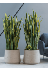 Rough Patt XXXL Grau gewaschen