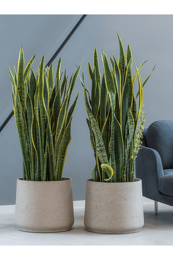 Rough Patt XXXL Grau gewaschen