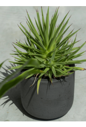 Rough Mini Charlie XXS Schwarz gewaschen