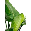 Strelitzia in Pure® Coupe Ausgewogenes Beige - Kopieren - Kopieren