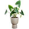 Alocasia Zebrina M in Pure® Coupe Ausgewogenes Beige