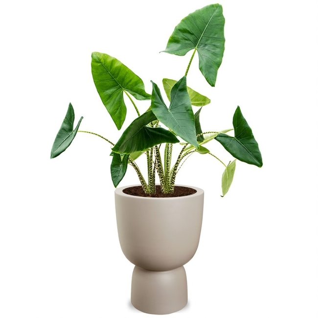 Alocasia Zebrina M in Pure® Coupe Ausgewogenes Beige