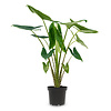 Alocasia Zebrina M in Pure® Coupe Ausgewogenes Beige