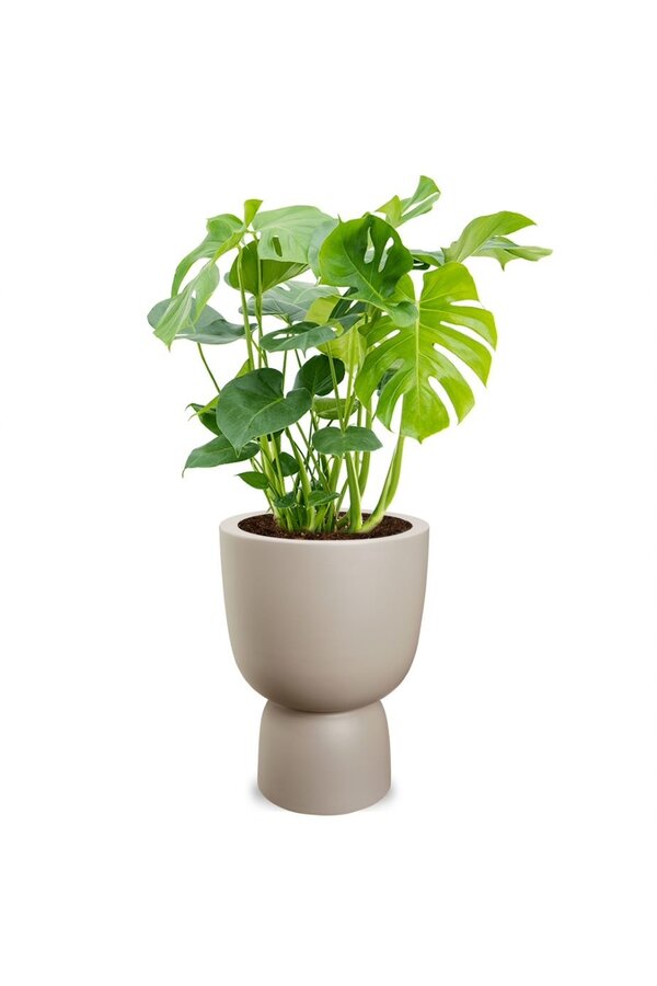 Howea Foresteriana in Elho Greenville Weiß