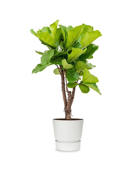 Ficus Lyrata im Elho Greenville Topf