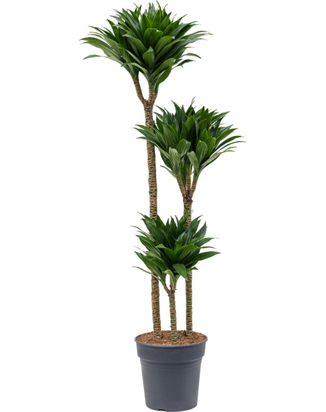 Dracaena fragrans 'Compacta'