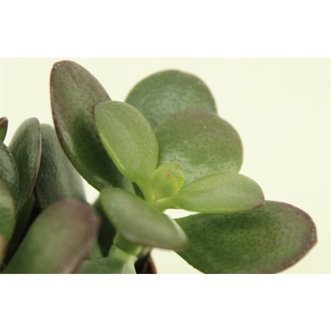 Baby-Pflanze Crassula im Keramiktopf
