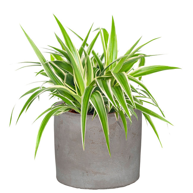 Baby-Pflanze Chlorophytum im Keramiktopf