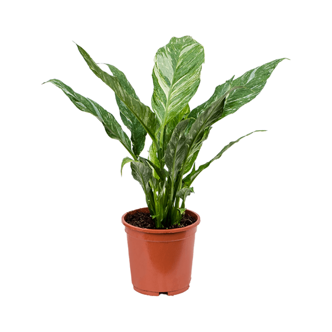 Einblatt Spathiphyllum Floribundum S