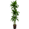 Hydroplant Dracaena Fragrans Hawaiian Sunshine - Kopie