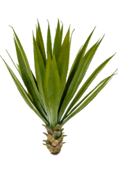 Agave Kunstpflanze