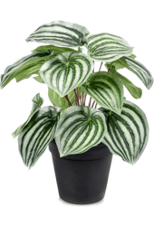 Peperomia-Kunstpflanze