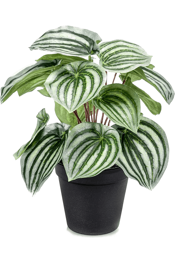 Peperomia-Kunstpflanze