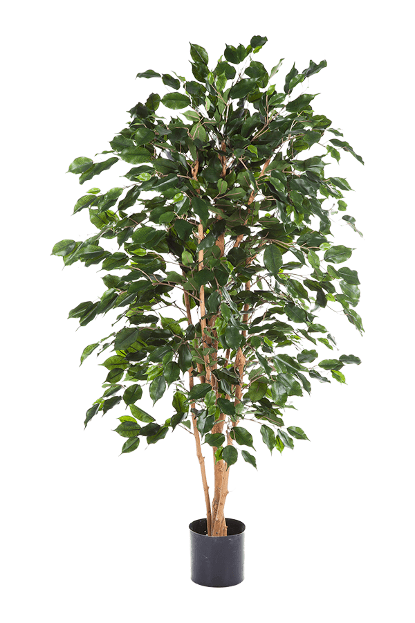 Ficus Exotica Kunstpflanze