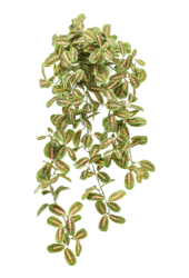 Maranta Kunstpflanze