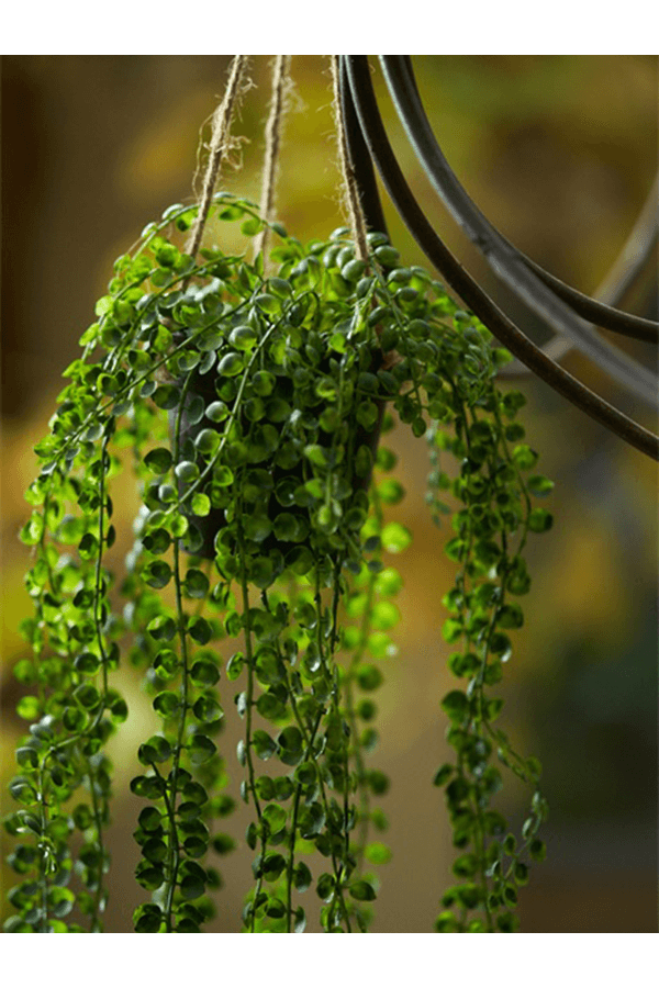 Ficus Pumila Kunstpflanze