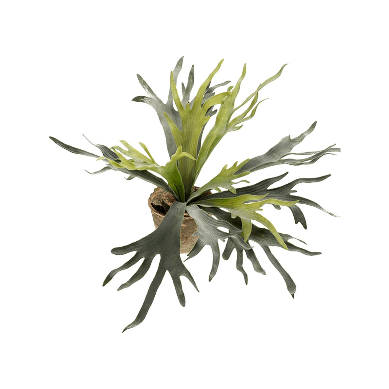 Farn Staghorn | Schnelle Lieferung | Fleurdirect - www.fleurdirect.com