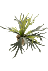 Farn Staghorn Kunstpflanze